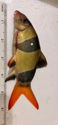 5 X 6” INCH CHUNKY CLOWN LOACHES £150 FOR THE GROUP FREE DELIVERY 27/10/23 - UPDATED