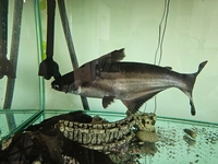 Pangasius Catfish Shark Catfish