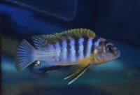 Various Mbuna juveniles always available... Bedfordshire