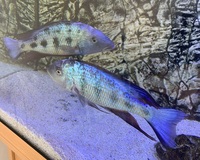 fossorochromis rostratus Male SOLD