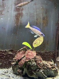 SOLD - Cyprichromis Leptosoma Mpulungu x5 for £30