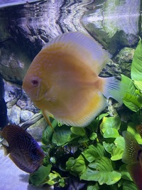 Chens discus: need to go this weekend -reduced price