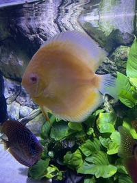 Chens discus : FREE