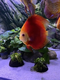Chens discus: need to go this weekend -reduced price