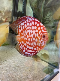 Chens discus: need to go this weekend -reduced price