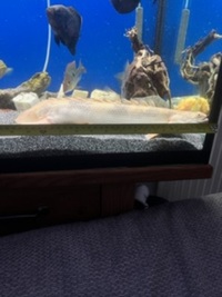 Bichir for sale