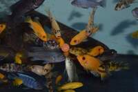 Various Mbuna juveniles always available. Bedfordshire