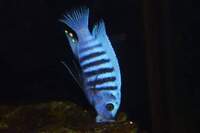 Various Mbuna juveniles always available. Bedfordshire