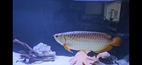 Golden blue base arowana