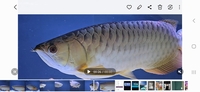 Golden blue base arowana