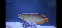 Golden blue base arowana