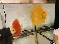 Chens discus: need to go this weekend -reduced price