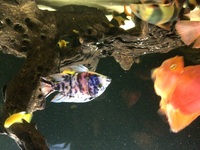 Adult Malawi and Yellow labs for sale or swap for American cichlids.