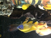Adult Malawi and Yellow labs for sale or swap for American cichlids.