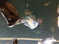 Adult Malawi and Yellow labs for sale or swap for American cichlids.