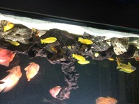 Adult Malawi and Yellow labs for sale or swap for American cichlids.