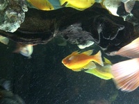 Adult Malawi and Yellow labs for sale or swap for American cichlids.