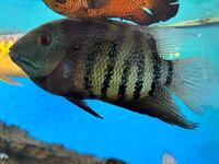 Severum