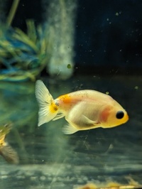 A range of mixed fancy goldfish