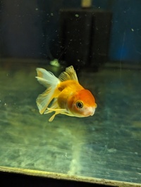 A range of mixed fancy goldfish