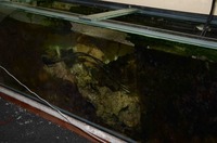 Marine Fijian Live Rock +Tank. 22 years in refugium marine aquarium. £595