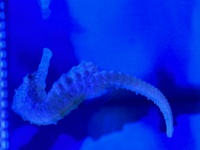 Seahorses