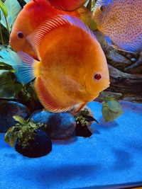 Chens discus: need to go this weekend -reduced price