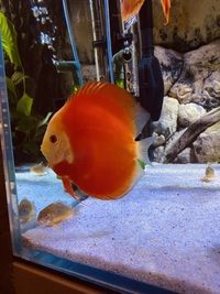 Chens discus: need to go this weekend -reduced price