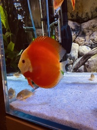 Chens discus : FREE