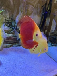 Chens discus: need to go this weekend -reduced price