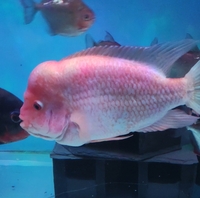 10 inch Midas Male Cichlid - £15