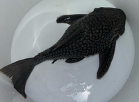 10 inches + XXL Watermelon Pleco - £115