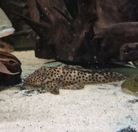 Barging price /plecs/corys price reduced