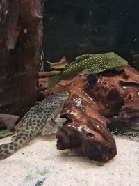 Barging price /plecs/corys price reduced