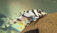 L236 SW Plecos for Sale in Lancashire
