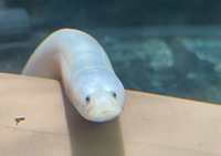 Golden Swamp Tulip Eel