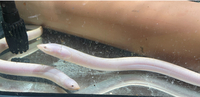 Golden Swamp Tulip Eel