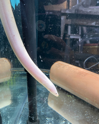 Golden Swamp Tulip Eel