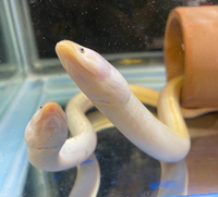 Golden Swamp Tulip Eel