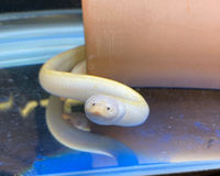 Golden Swamp Tulip Eel