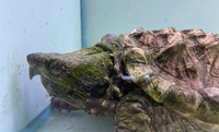 Alligator Snapping Turtle 10 inch Shell