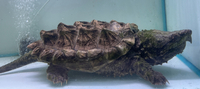 Alligator Snapping Turtle 10 inch Shell