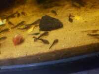 Young Bristlenose pleco fry 1 pound each Bournemouth