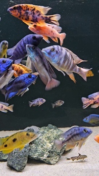 Malawi chiclids XL Haps and Peacocks