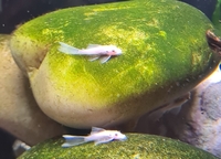 Snow white Bristlenose Pleco 3-5cm