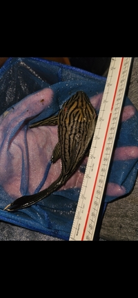 Thunderline Royal pleco L27