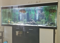 6.5FT TANK AND STAND FOR SALE PLEASE READ LISTING