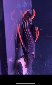L025 scarlet pleco 7 pointer