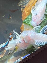 Super red pleco breeding pair £100
