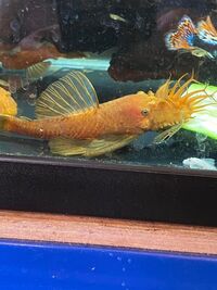 Super red pleco breeding trio £100